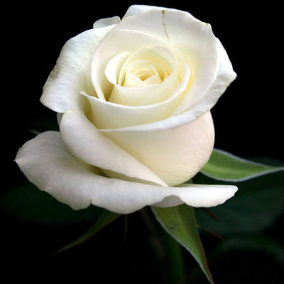Rose Day 2024: Meaning of Each Rose Color & What to Gift