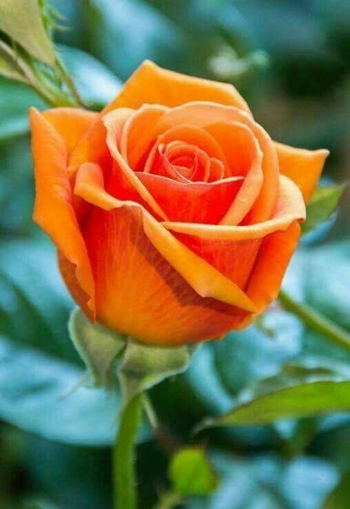 Rose Day 2024: Meaning of Each Rose Color & What to Gift