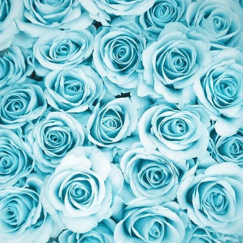 Rose Day 2024: Meaning of Each Rose Color & What to Gift
