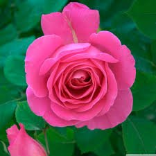 Rose Day 2024: Meaning of Each Rose Color & What to Gift
