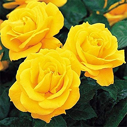 Rose Day 2024: Meaning of Each Rose Color & What to Gift