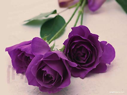 Rose Day 2024: Meaning of Each Rose Color & What to Gift