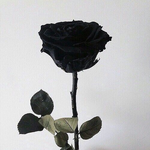 Rose Day 2024: Meaning of Each Rose Color & What to Gift