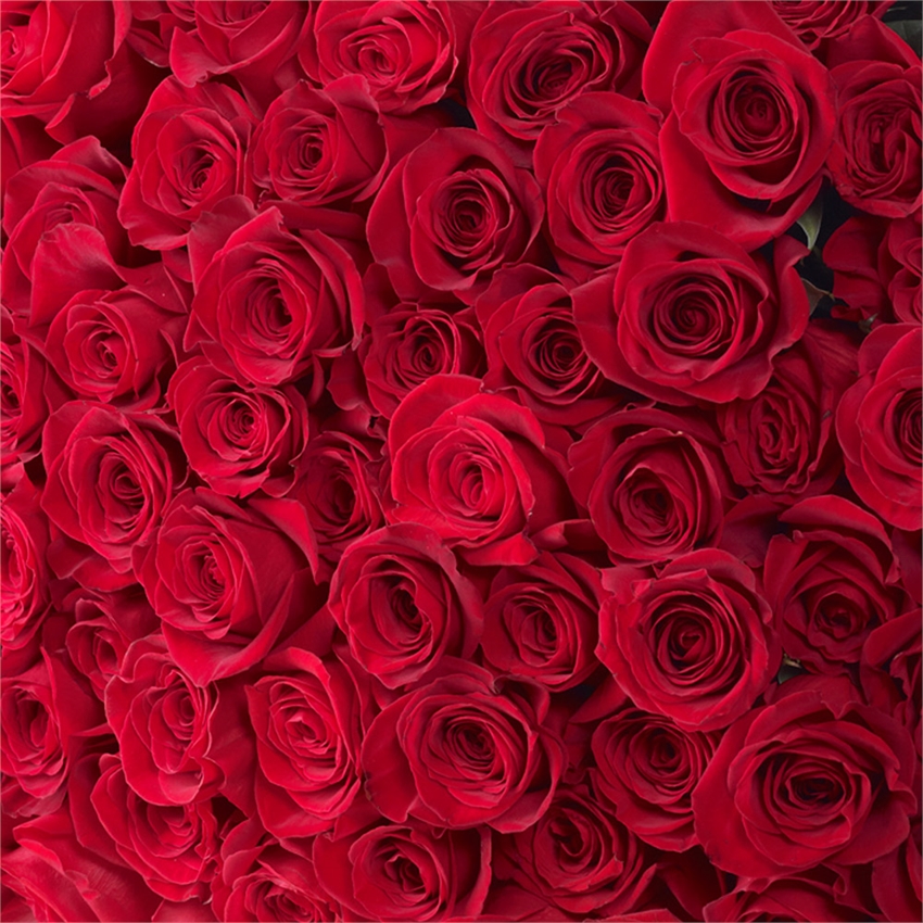 Rose Day 2024: Meaning of Each Rose Color & What to Gift