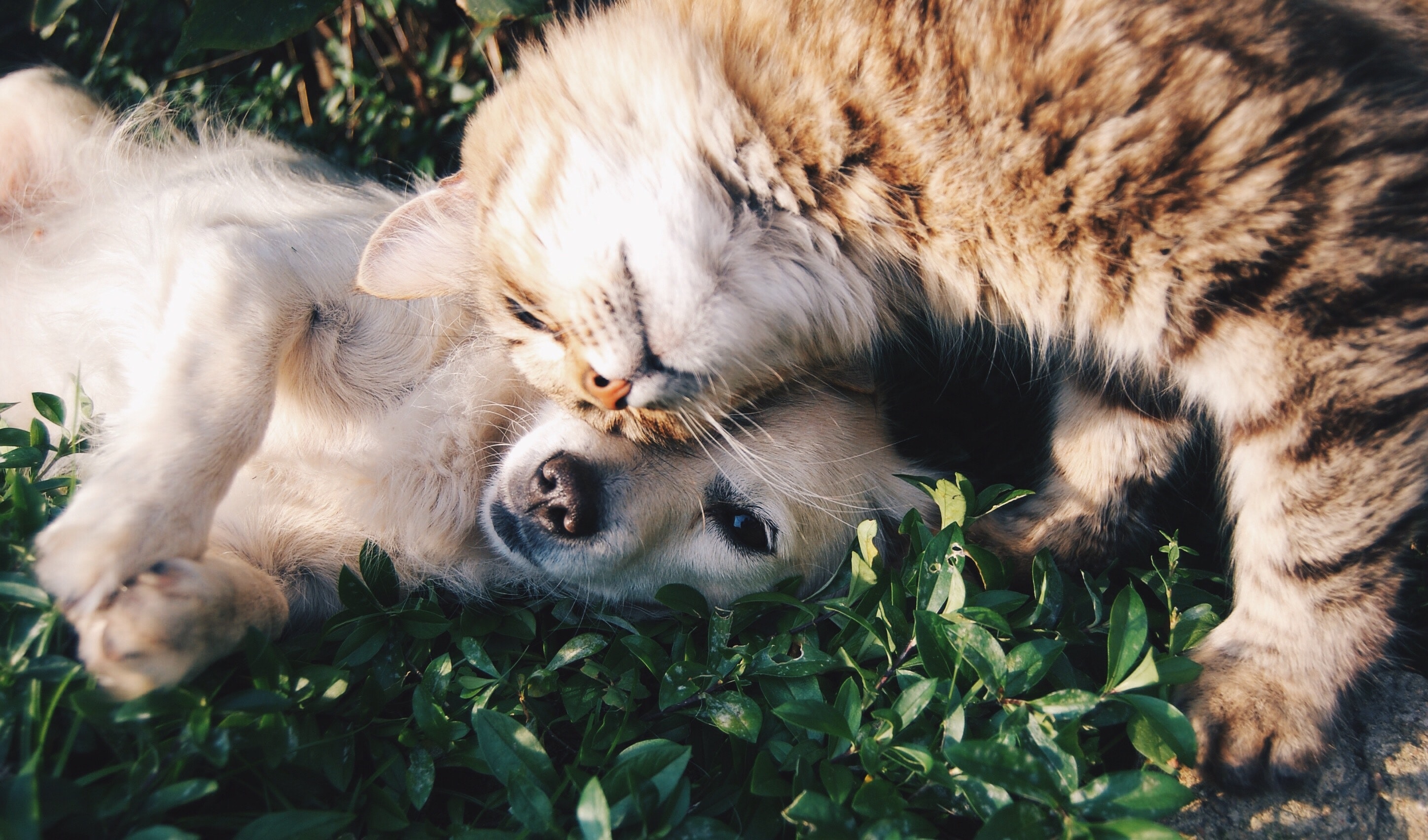 Supporting a Friend Through a Breakup: 10 Comforting Ways
