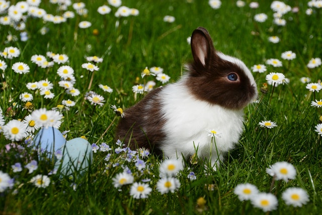 Best Pets for Your Zodiac Sign: A Personalized Guide