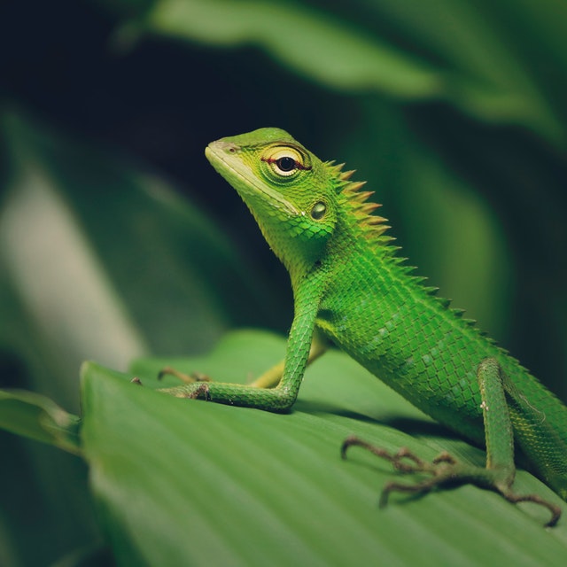 Best Pets for Your Zodiac Sign: A Personalized Guide