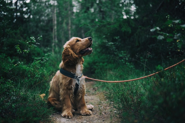 Best Pets for Your Zodiac Sign: A Personalized Guide