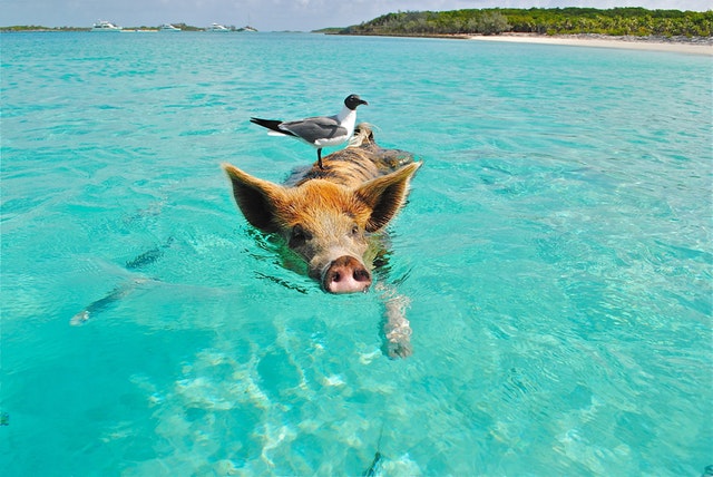 Best Pets for Your Zodiac Sign: A Personalized Guide