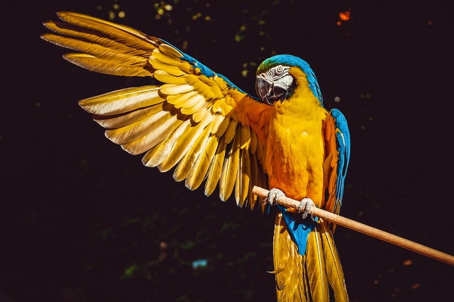 Best Pets for Your Zodiac Sign: A Personalized Guide