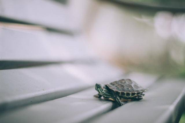 Best Pets for Your Zodiac Sign: A Personalized Guide
