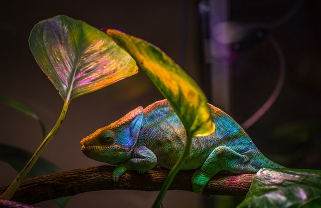 Best Pets for Your Zodiac Sign: A Personalized Guide