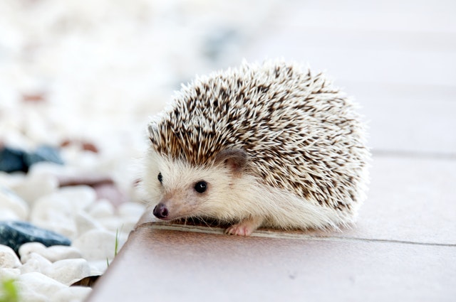 Best Pets for Your Zodiac Sign: A Personalized Guide