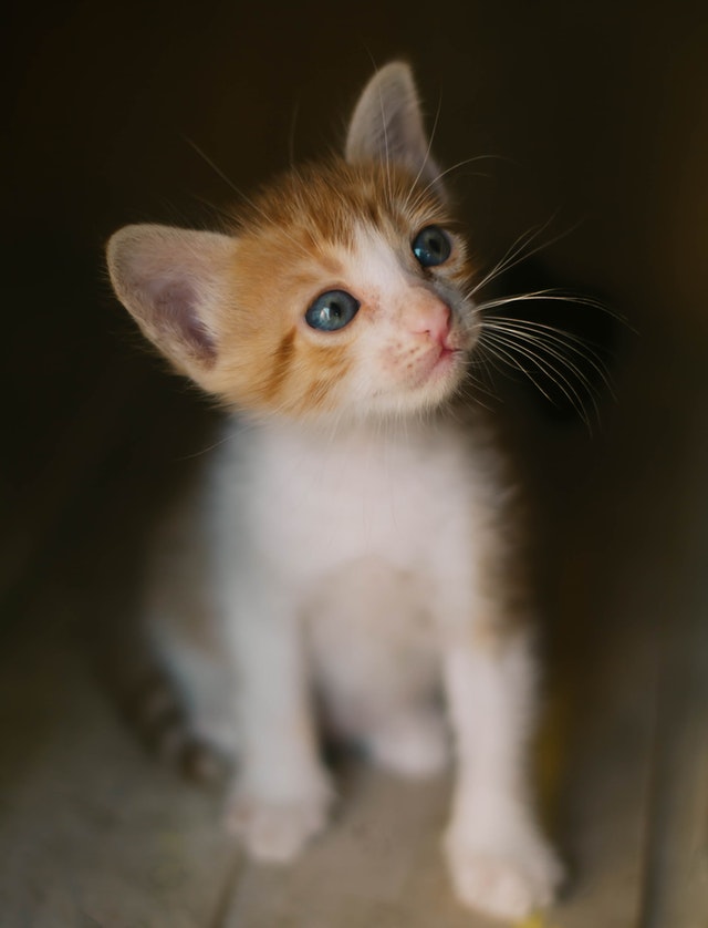 Best Pets for Your Zodiac Sign: A Personalized Guide