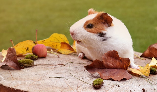 Best Pets for Your Zodiac Sign: A Personalized Guide