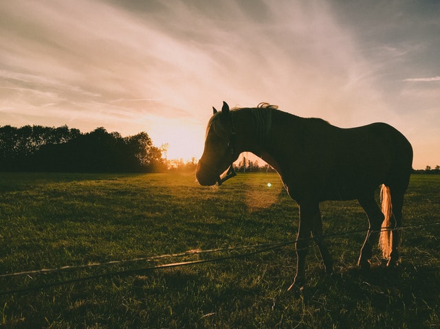 Best Pets for Your Zodiac Sign: A Personalized Guide