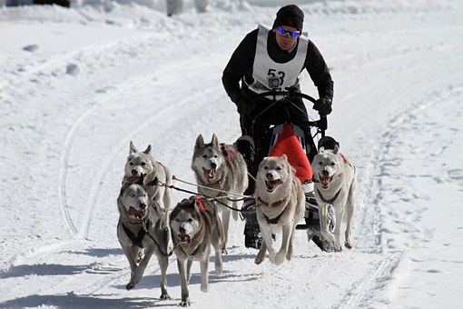Are You an Extreme Dog Lover? 10 Signs You re Deeply Connected to Your Canine Companion