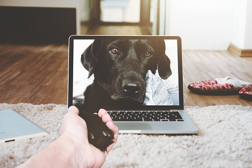 Are You an Extreme Dog Lover? 10 Signs You re Deeply Connected to Your Canine Companion