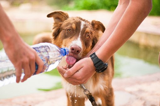 Are You an Extreme Dog Lover? 10 Signs You re Deeply Connected to Your Canine Companion