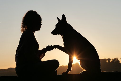 Are You an Extreme Dog Lover? 10 Signs You re Deeply Connected to Your Canine Companion