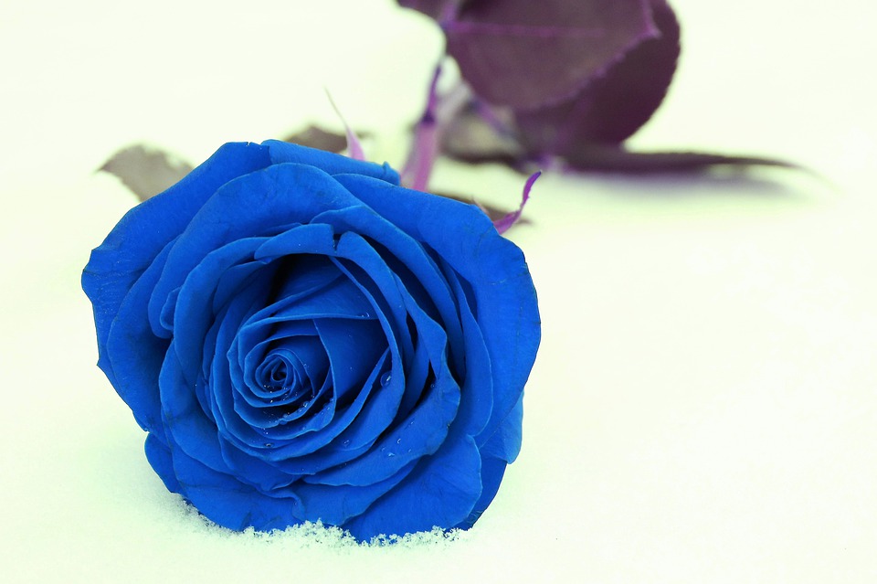 Last-Minute Valentine s Day Gifts: 9 Affordable & Easy Ideas