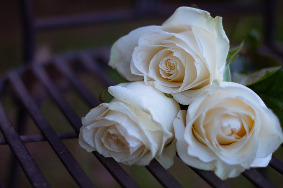 Rose Day 2020: Romantic Wishes, Quotes & Messages for Loved Ones