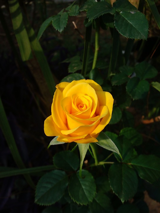 Rose Day 2024: Meaning of Roses by Color - A Complete Guide