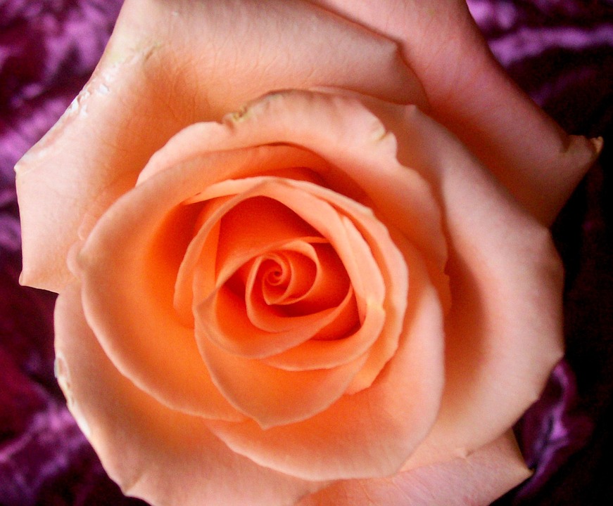 Rose Day 2024: Meaning of Roses by Color - A Complete Guide