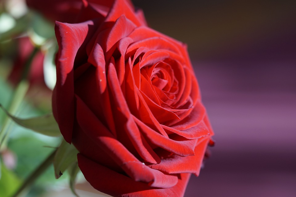 Rose Day 2024: Meaning of Roses by Color - A Complete Guide