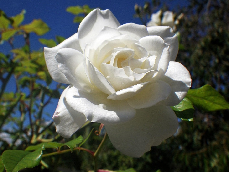 Rose Day 2024: Meaning of Roses by Color - A Complete Guide