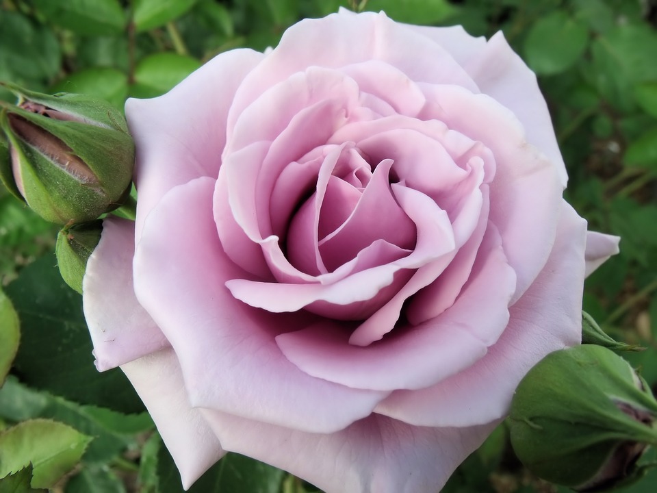 Rose Day 2024: Meaning of Roses by Color - A Complete Guide