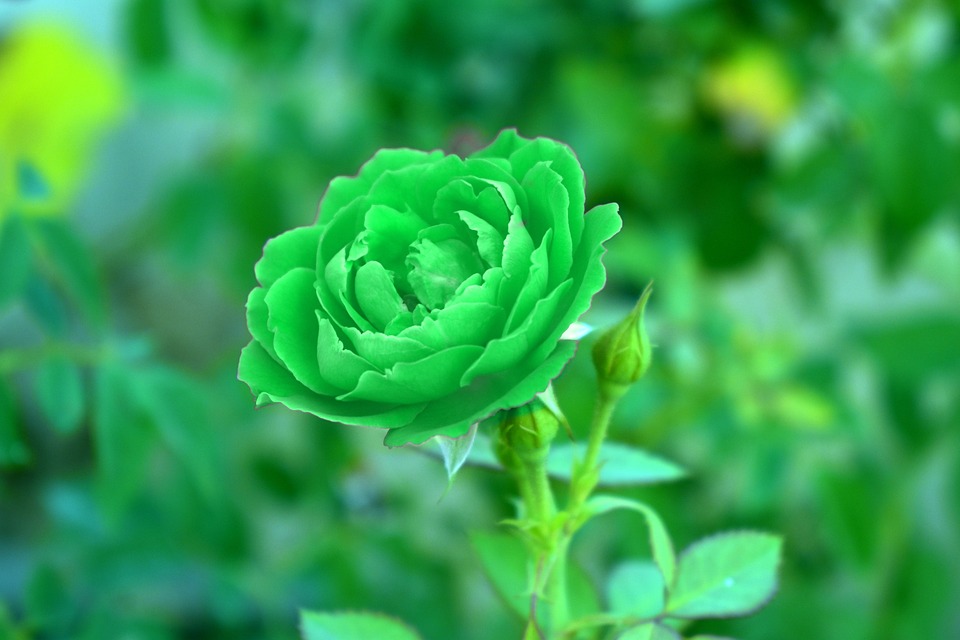 Rose Day 2024: Meaning of Roses by Color - A Complete Guide