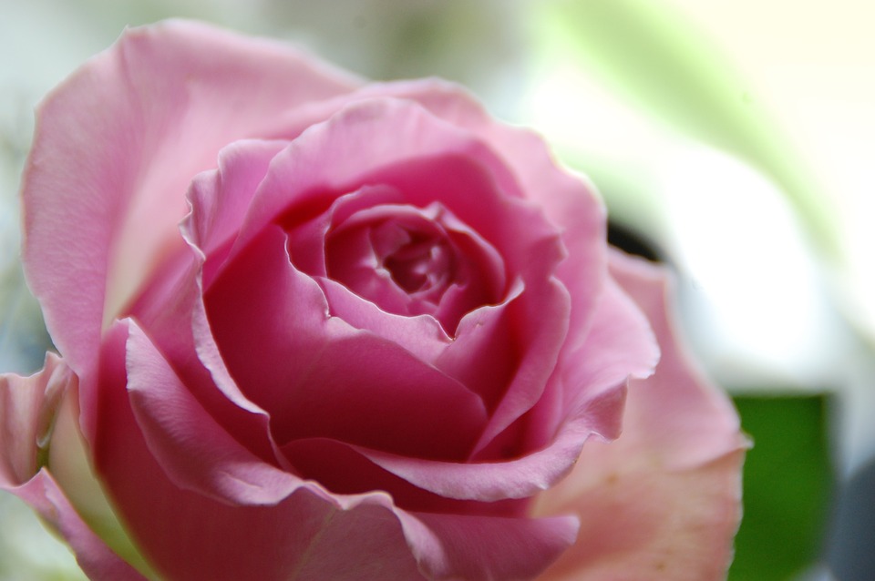 Rose Day 2024: Meaning of Roses by Color - A Complete Guide