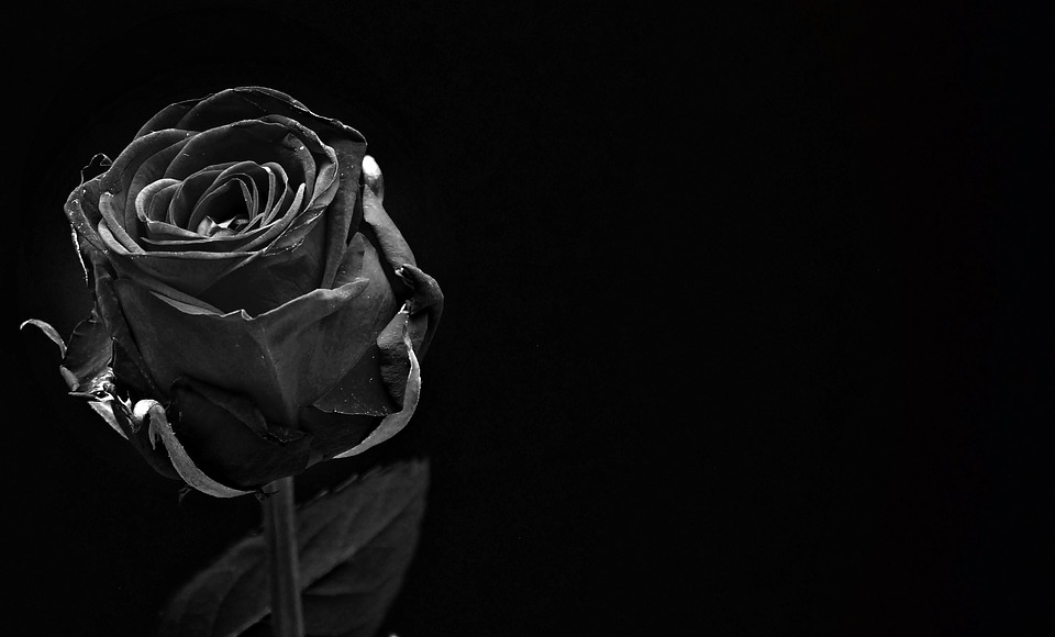 Rose Day 2024: Meaning of Roses by Color - A Complete Guide