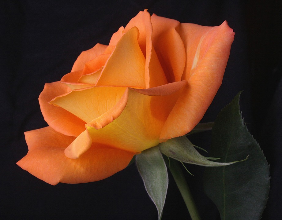 Rose Day 2024: Meaning of Roses by Color - A Complete Guide