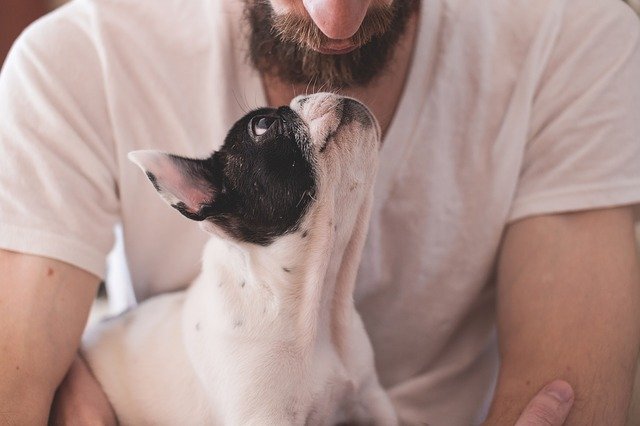 15 Signs Your Pet is Your Best Friend