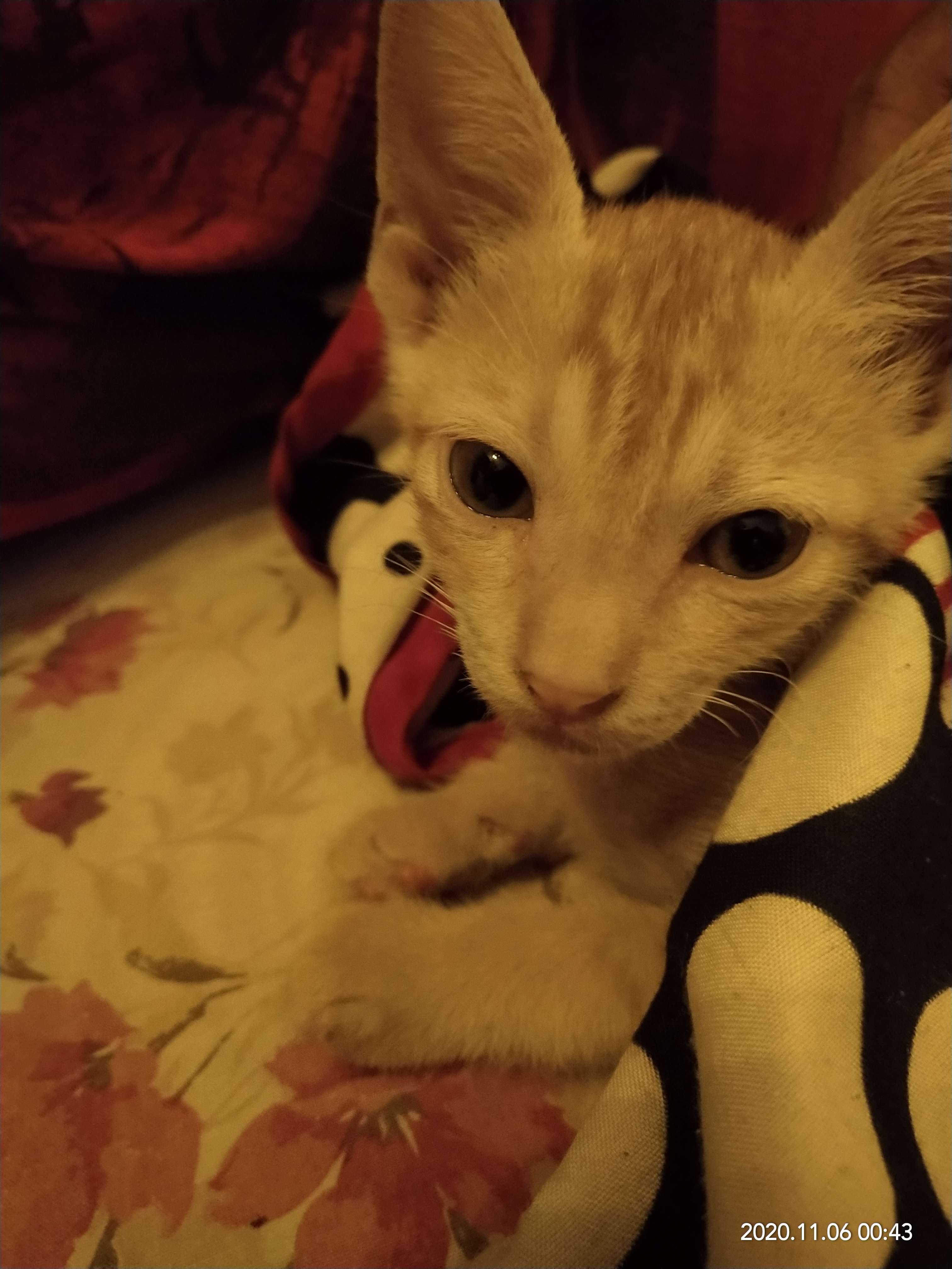 Festive Animal Care: Tips for Pets & Strays from Utpal Khot