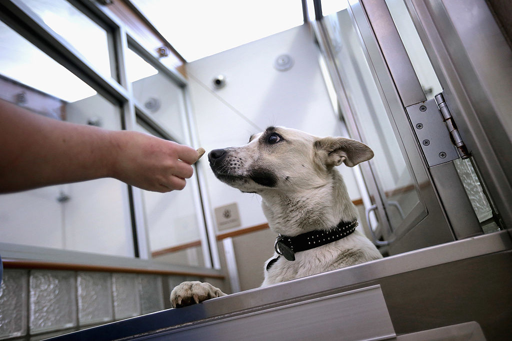 Festive Animal Care: Tips for Pets & Strays from Utpal Khot