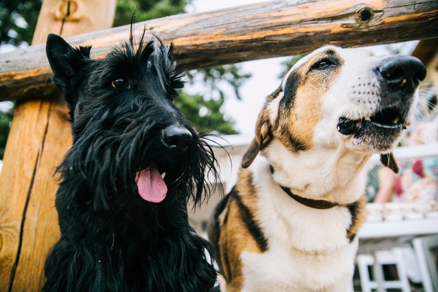 Winter Pet Care: A Guide to Keeping Your Pets Healthy & Happy