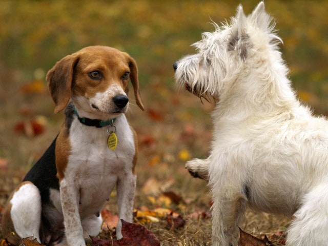 Winter Pet Care: A Guide to Keeping Your Pets Healthy & Happy