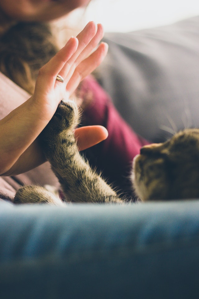 COVID-19 & Pets: Expert Advice for Caring for Your Animal Companion