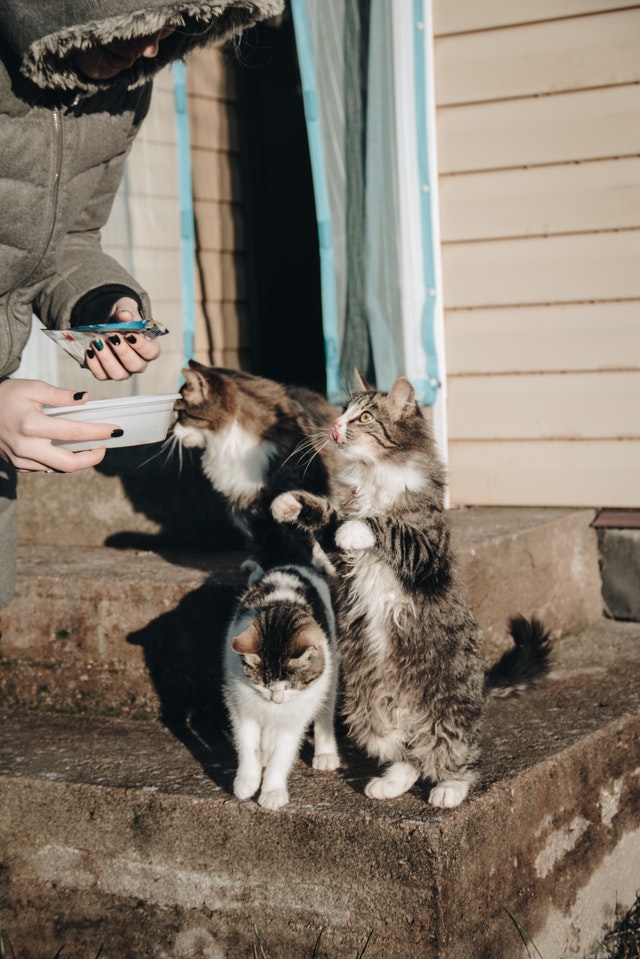 COVID-19 & Pets: Expert Advice for Caring for Your Animal Companion