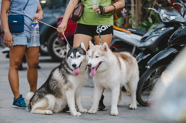 COVID-19 & Pets: Expert Advice for Caring for Your Animal Companion