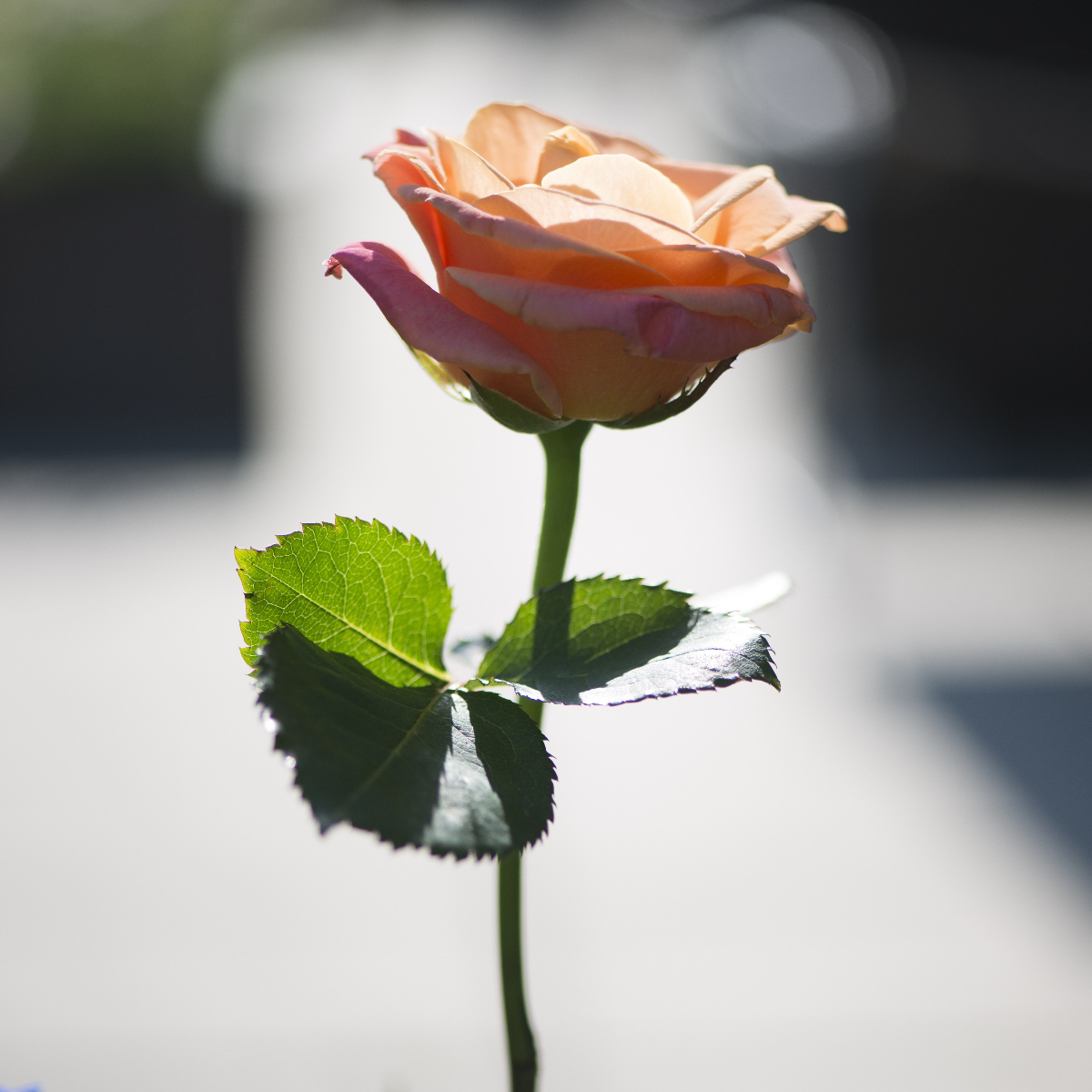 Romantic Quotes: Uplifting & Heartwarming Expressions of Love