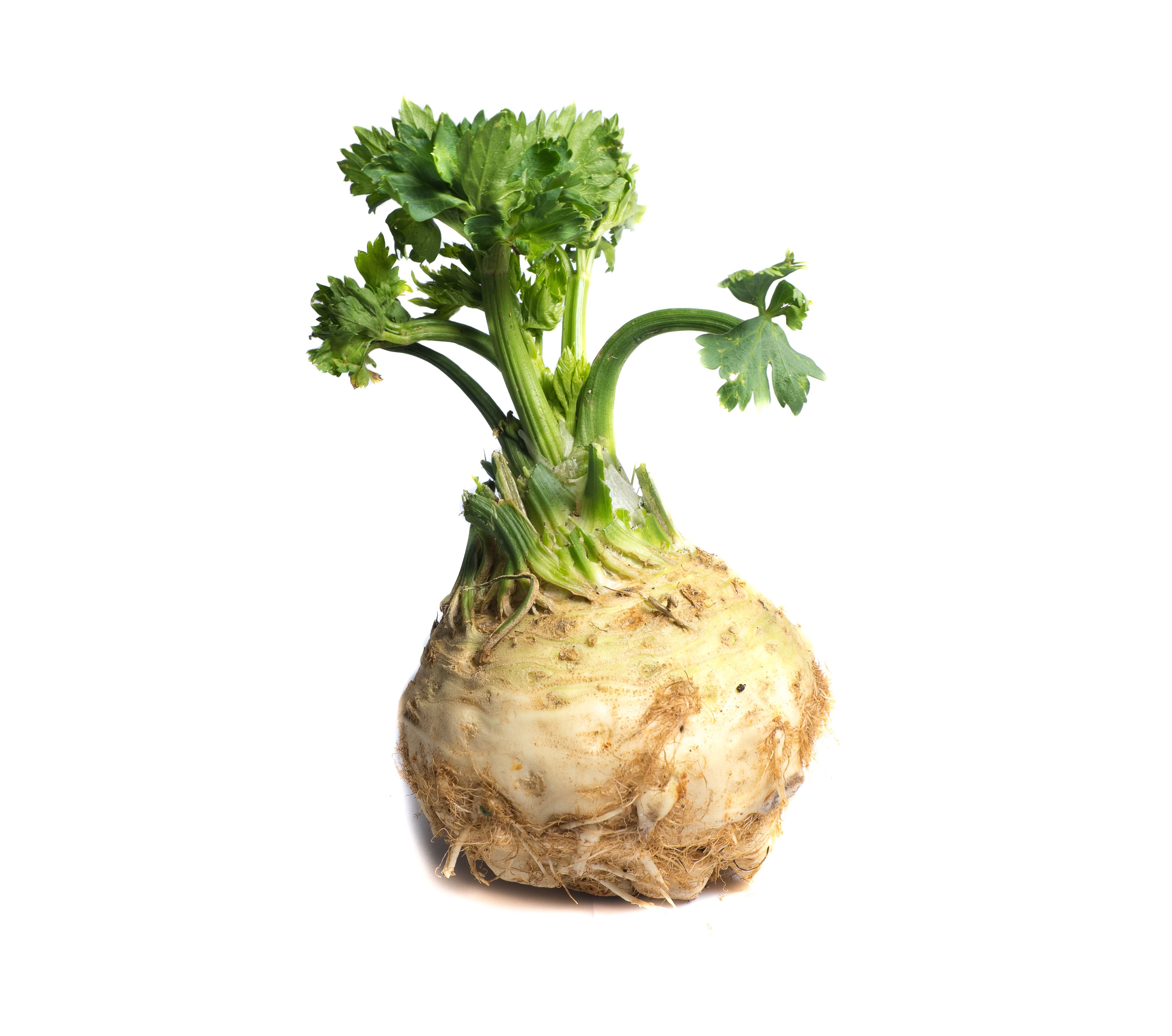 Top 25 Bloat-Reducing Foods: Expert-Backed Solutions
