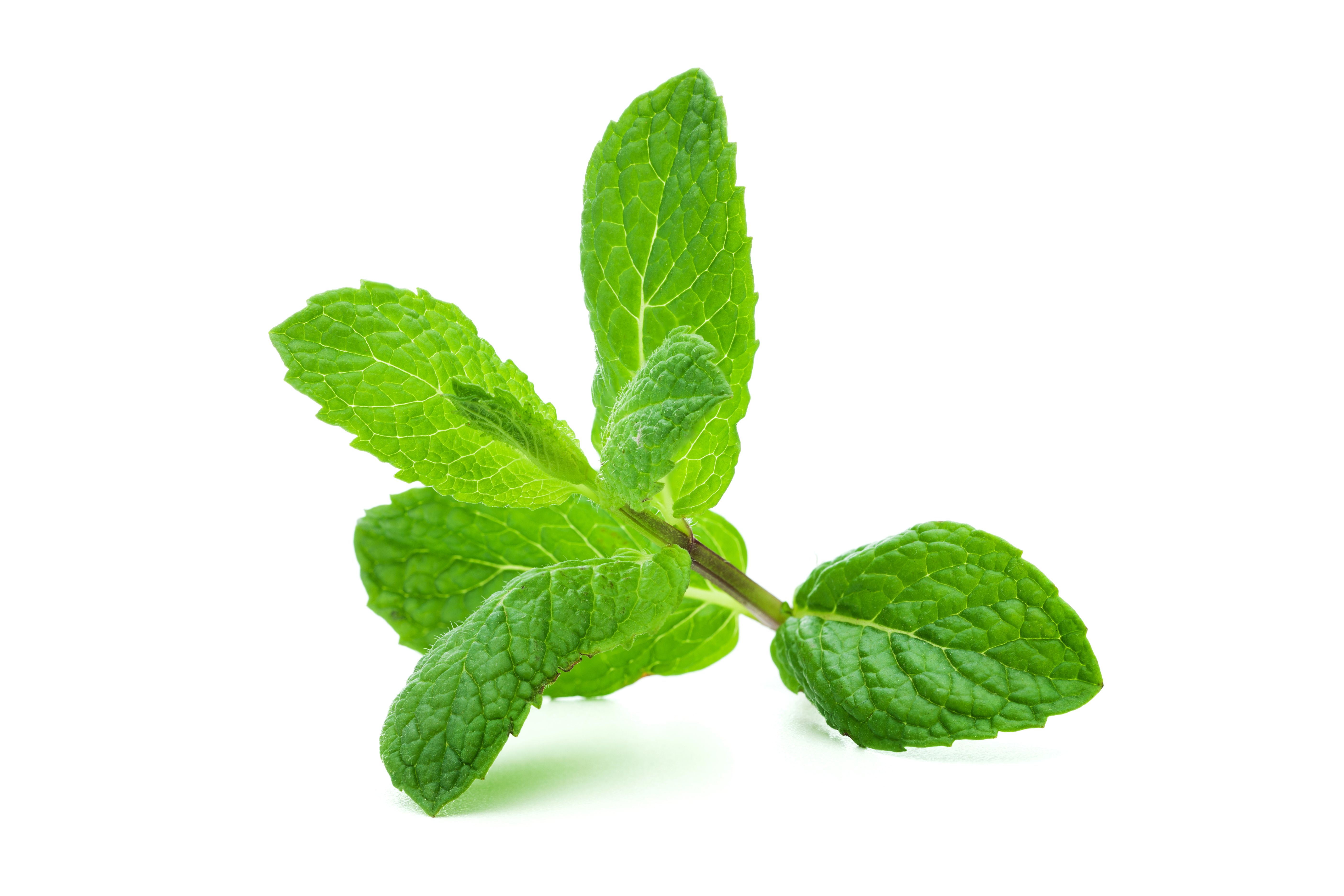 Top 25 Bloat-Reducing Foods: Expert-Backed Solutions