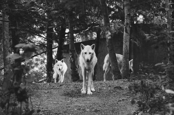 Understanding Alpha Male Traits: 10 Signs of High Masculinity & Evolution