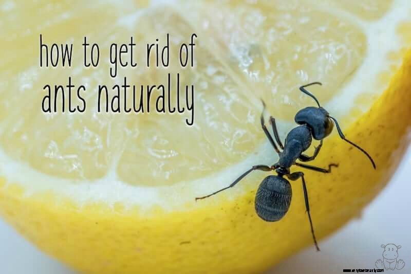 Natural Ant Control: Effective DIY Solutions & Repellents