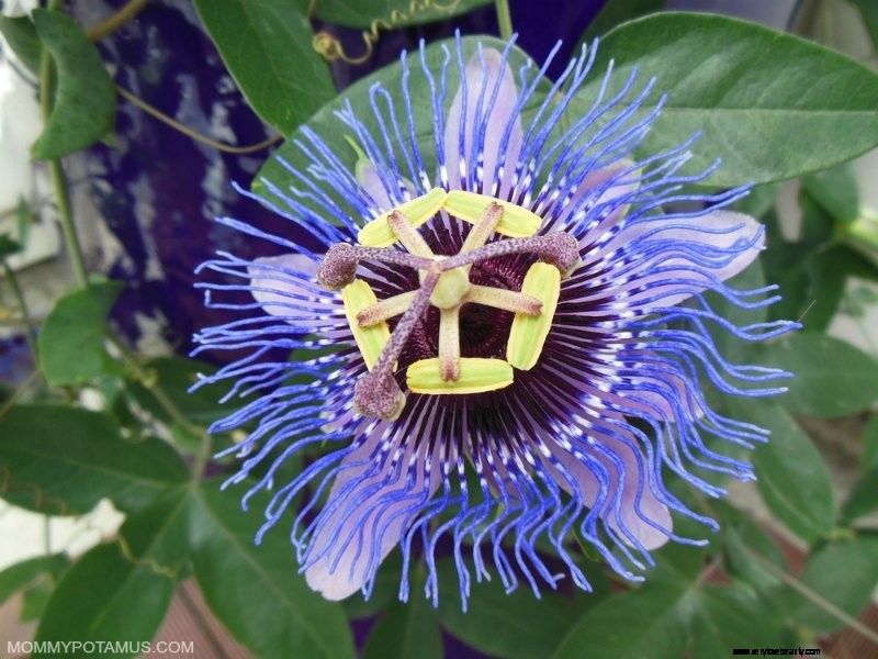 Passionflower: Benefits, Uses & Cultivation Guide