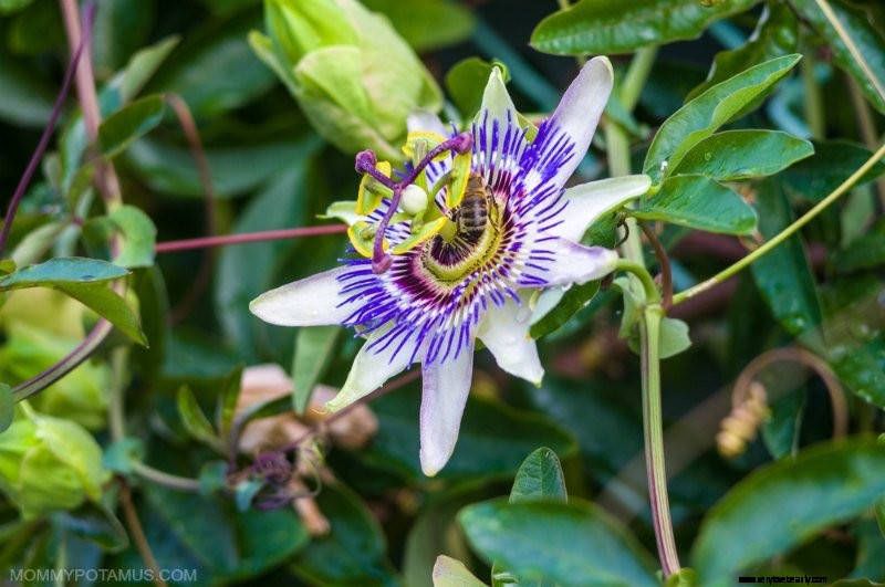 Passionflower Tea: Benefits, History & How to Brew